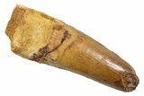 Fossil Spinosaurus Tooth - Feeding Worn Tip #345927-1
